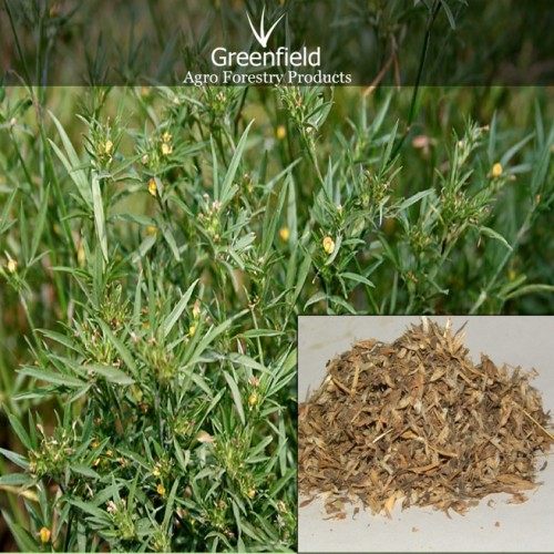 Stylo hamata grass seeds ( stylosanthes hamata )
